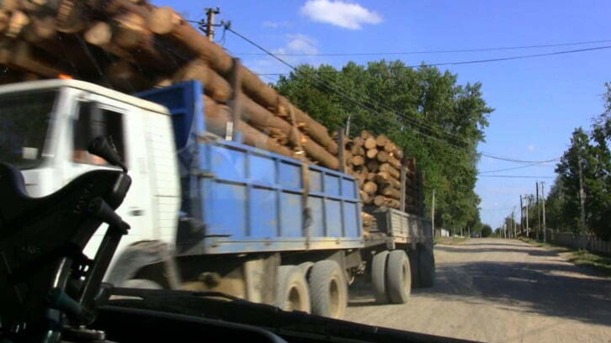 Після резонансного журналістського розслідування у поліції помітили незаконну вирубку дерев у Чернівецькій області