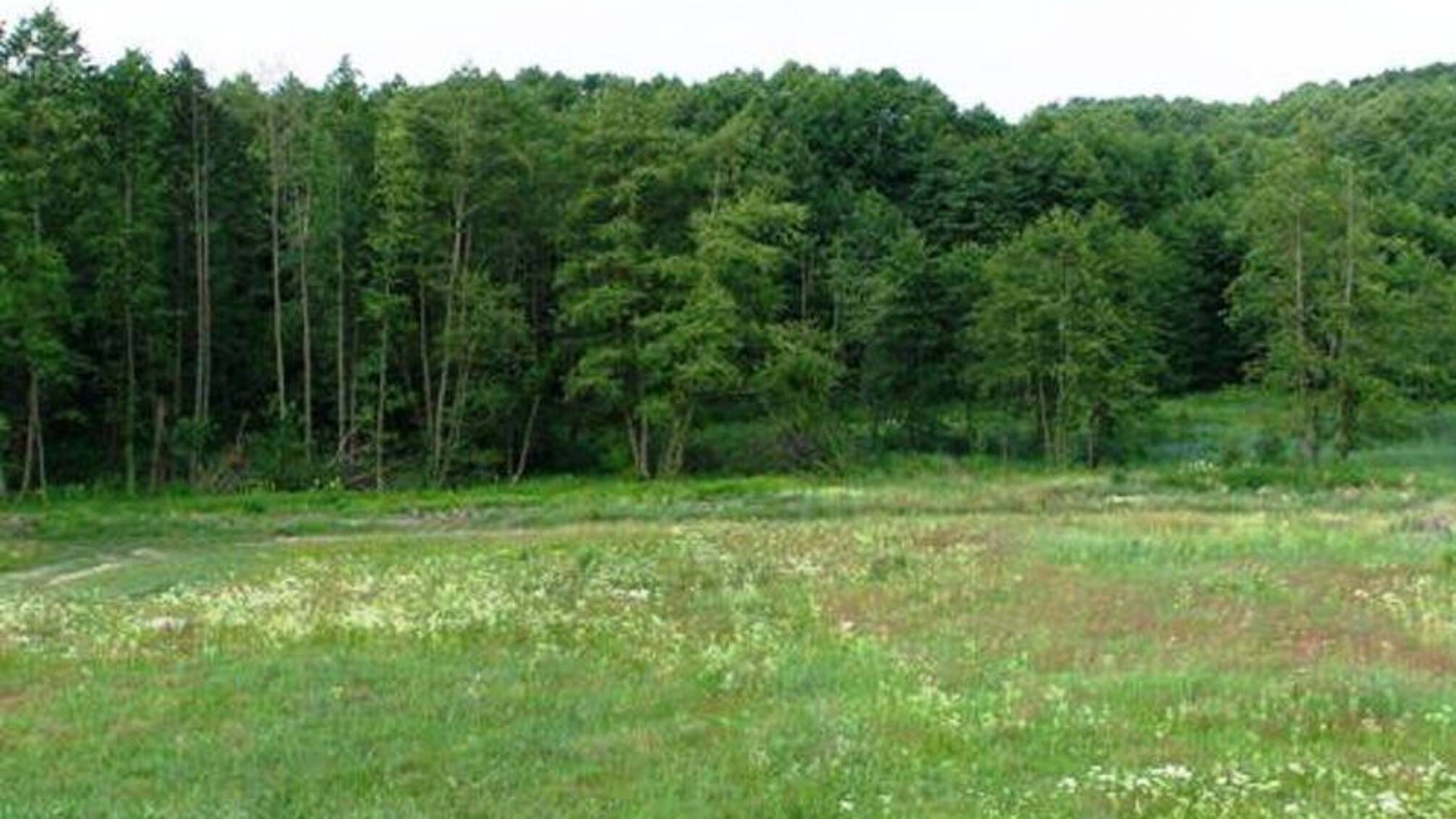 На Дніпропетровщині злочинне угруповання винищило цінні породи дерев лісового фонду