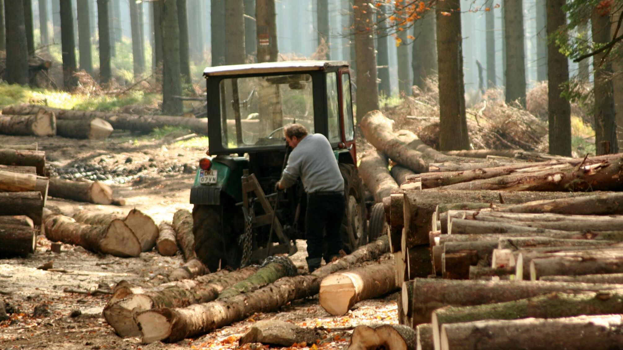 Деревина на мільйони: як на Вінниччині організували бізнес з винищення лісів
