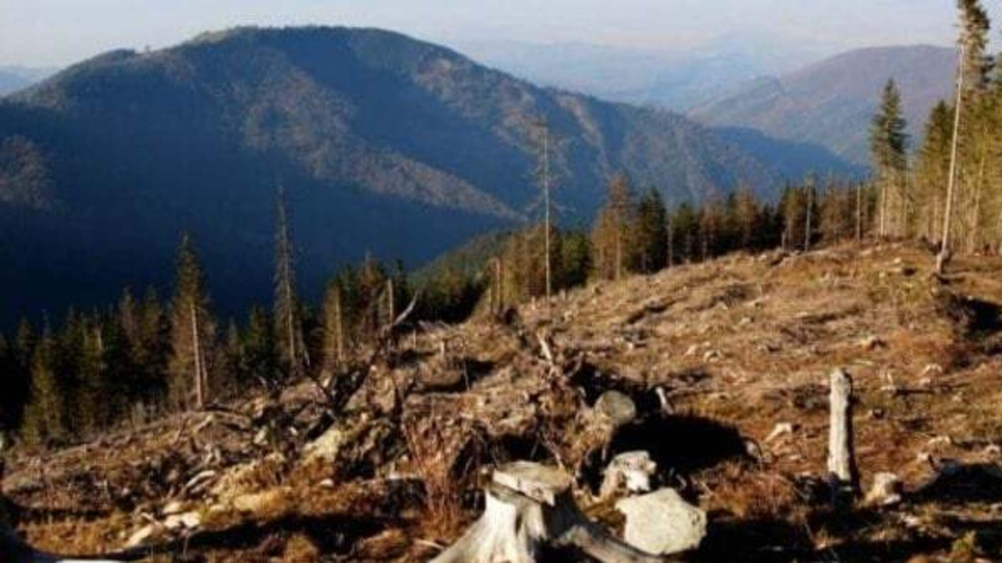 Румунський досвід: як сусіди борються з нелегальним вирубуванням лісів