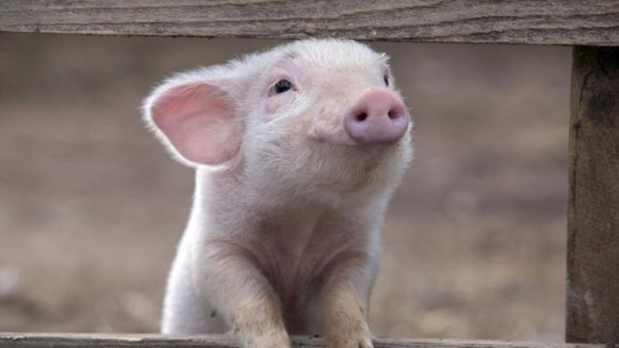 У кількох областях України зафіксували спалахи чуми свиней