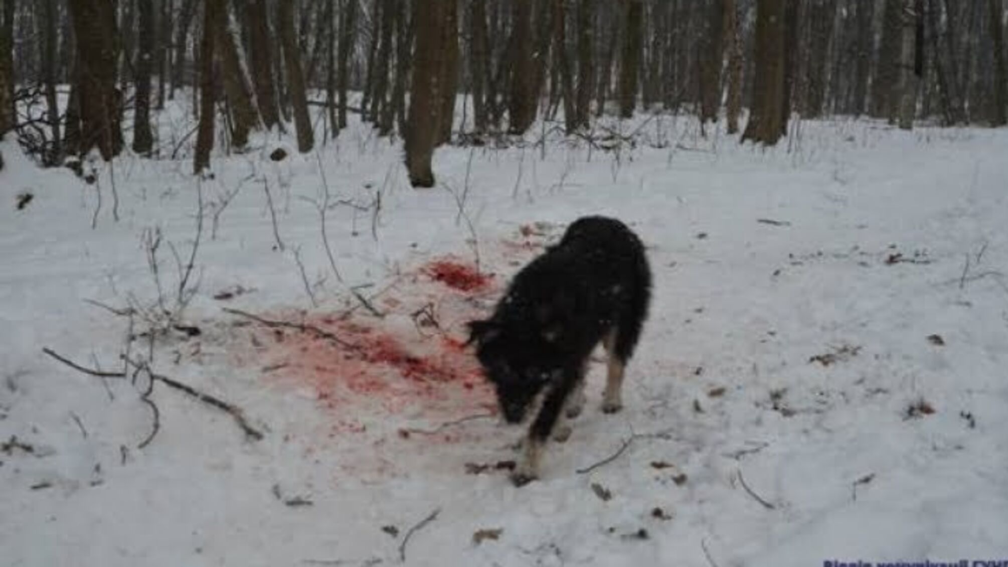 Біля Тернополя собаки з'їли літню жінку