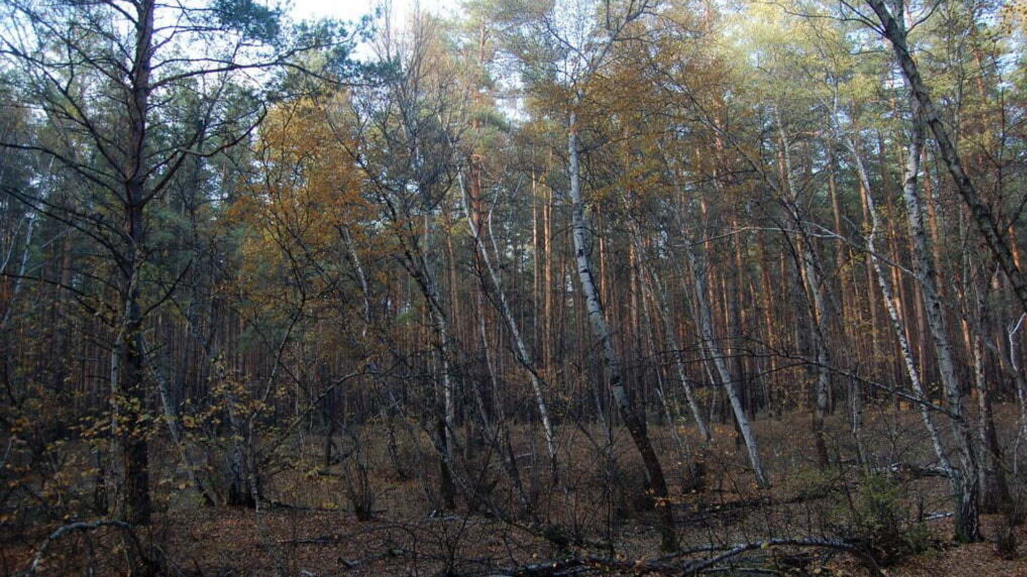 На Луганщині за незаконну вирубку дерев чиновників взяли під варту