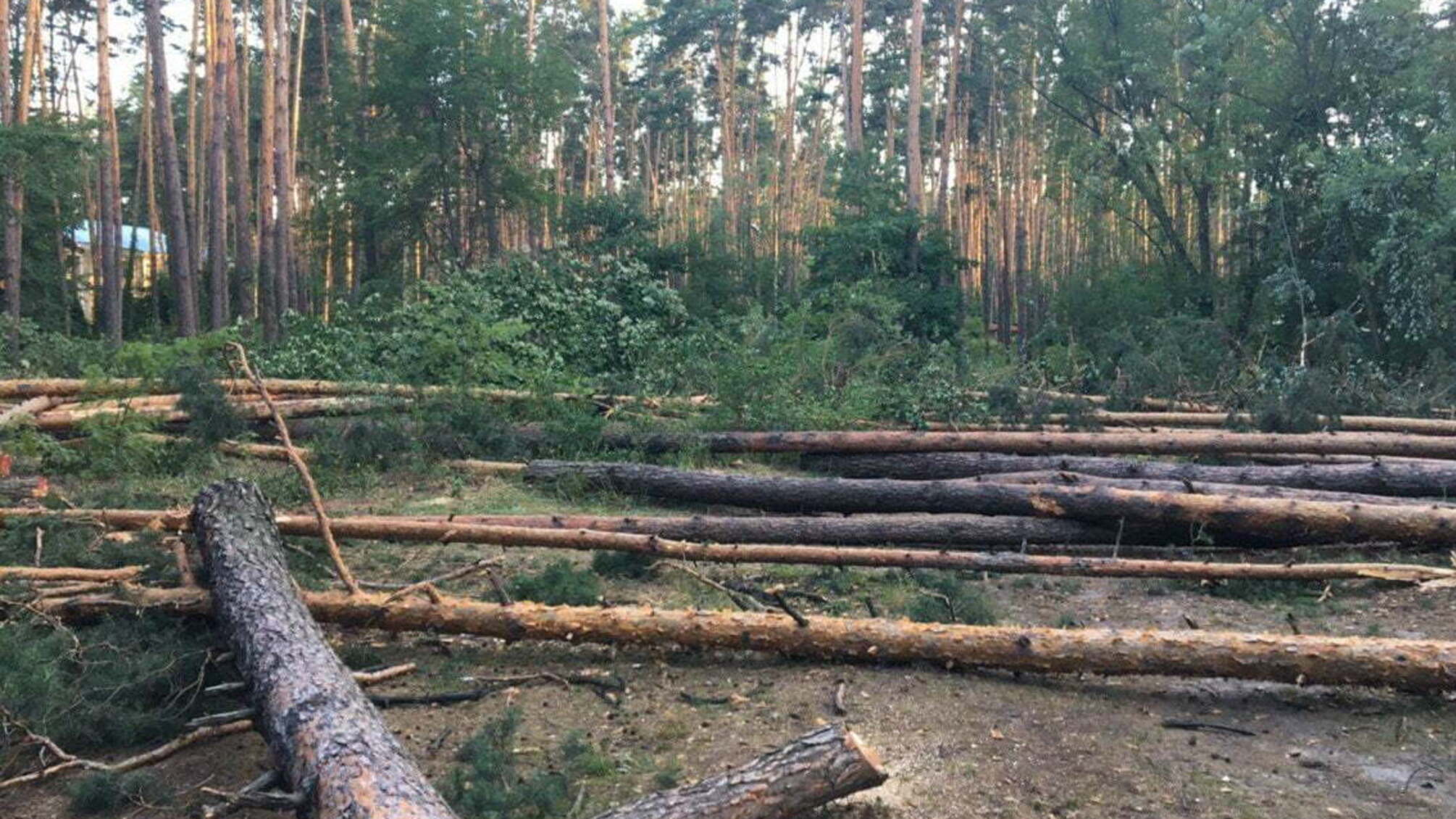 'СтопКор' слідкує за справою про скандал навколо забудови лісу на Оболоні