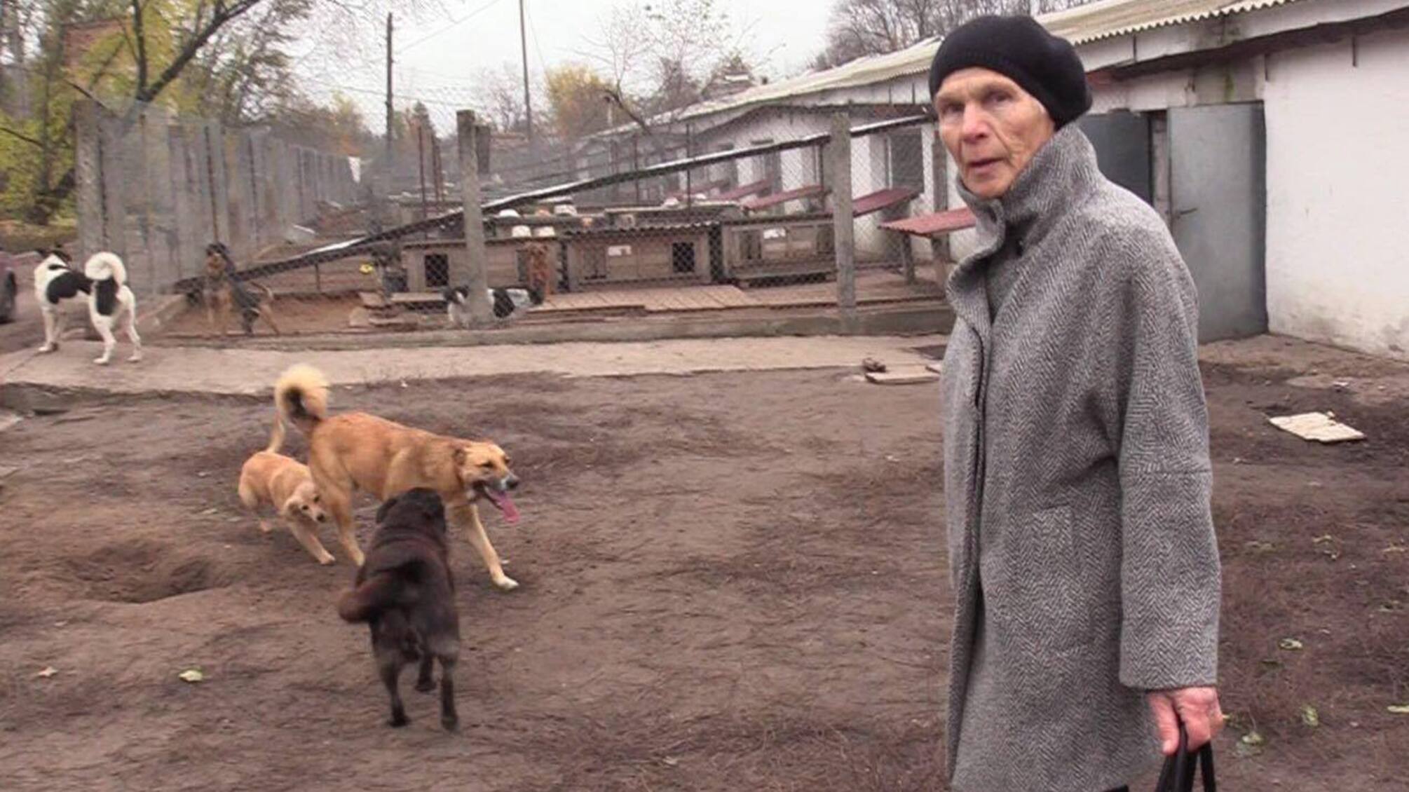 'СтопКор' дізнався, що у Гостомельського притулку для тварин хочуть 'віджати' землю