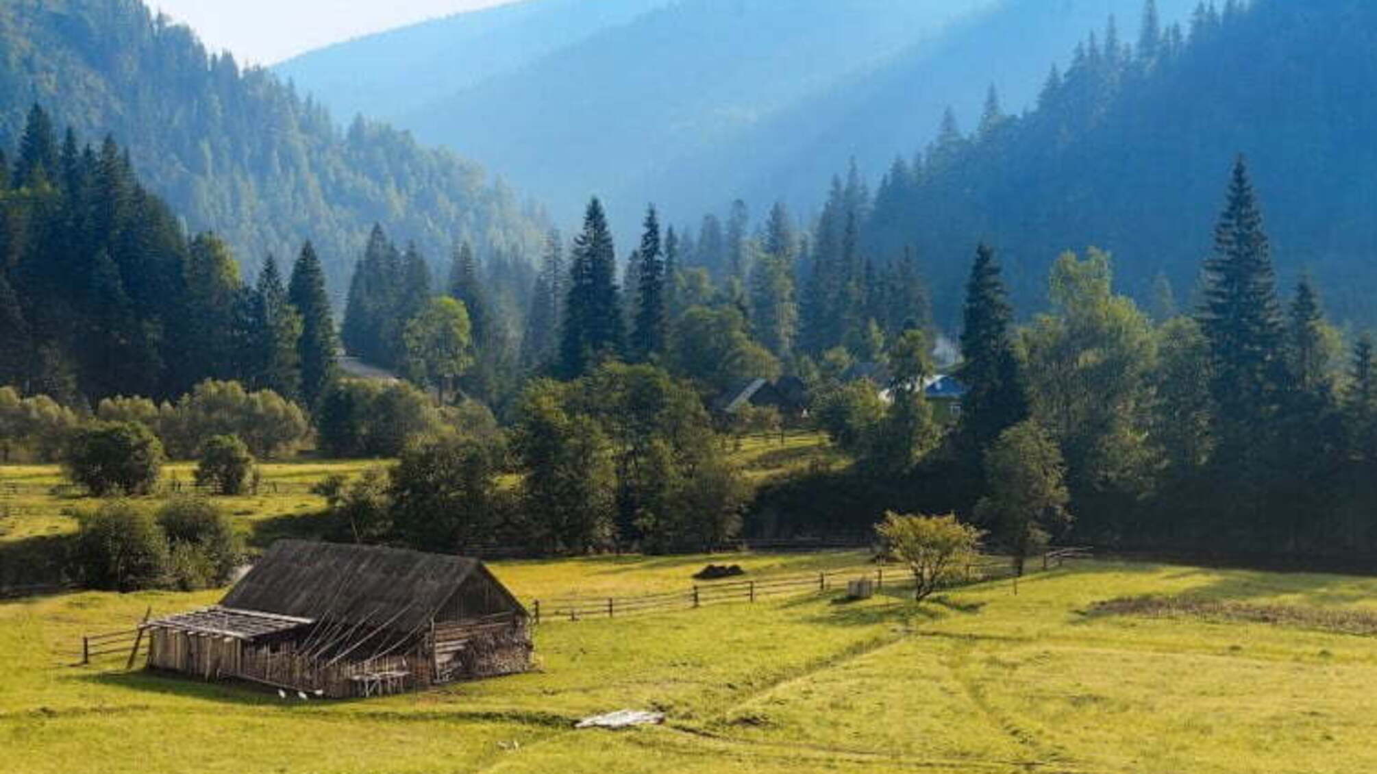 Всесвітній фонд природи буде відновлювати Карпатські ліси