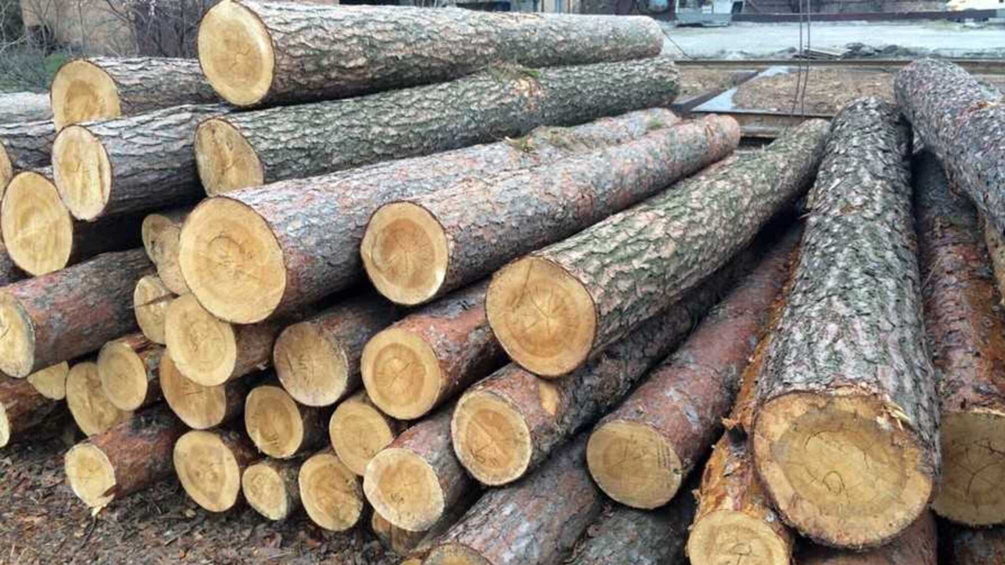 На Донеччині 'СтопКор' слідкував за справою 'Чорних лісорубів'