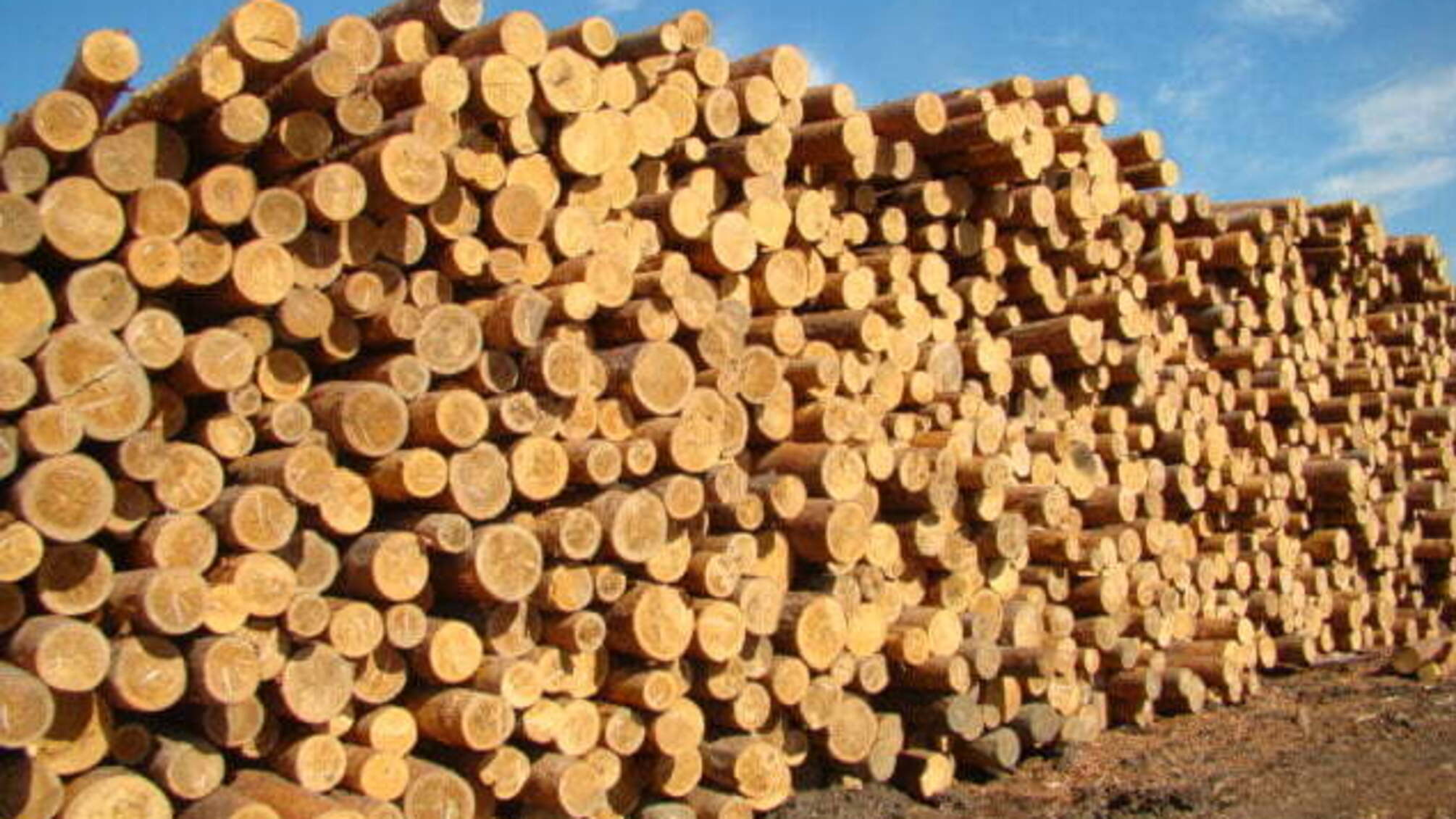 'СтопКор' на Буковині завадив нелегальному продажу лісу