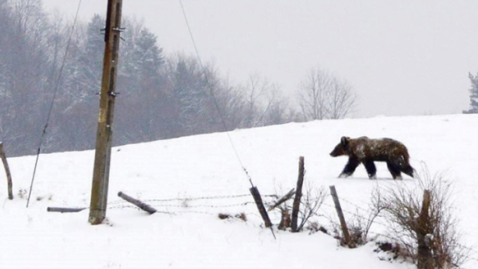 Туристів закликали бути обачними: у Карпатах перемінлива погода пробудила ведмедів