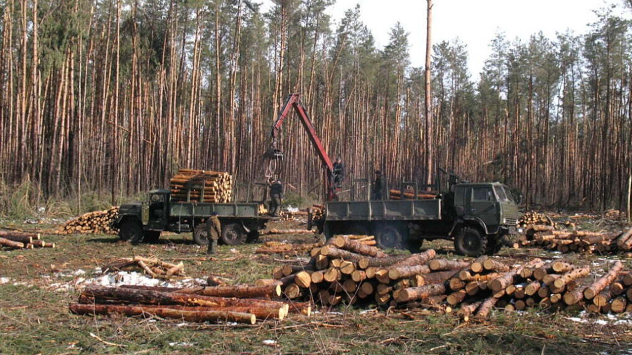 Журналісти показали схеми несанкціонованої вирубки лісів на Рівненщині
