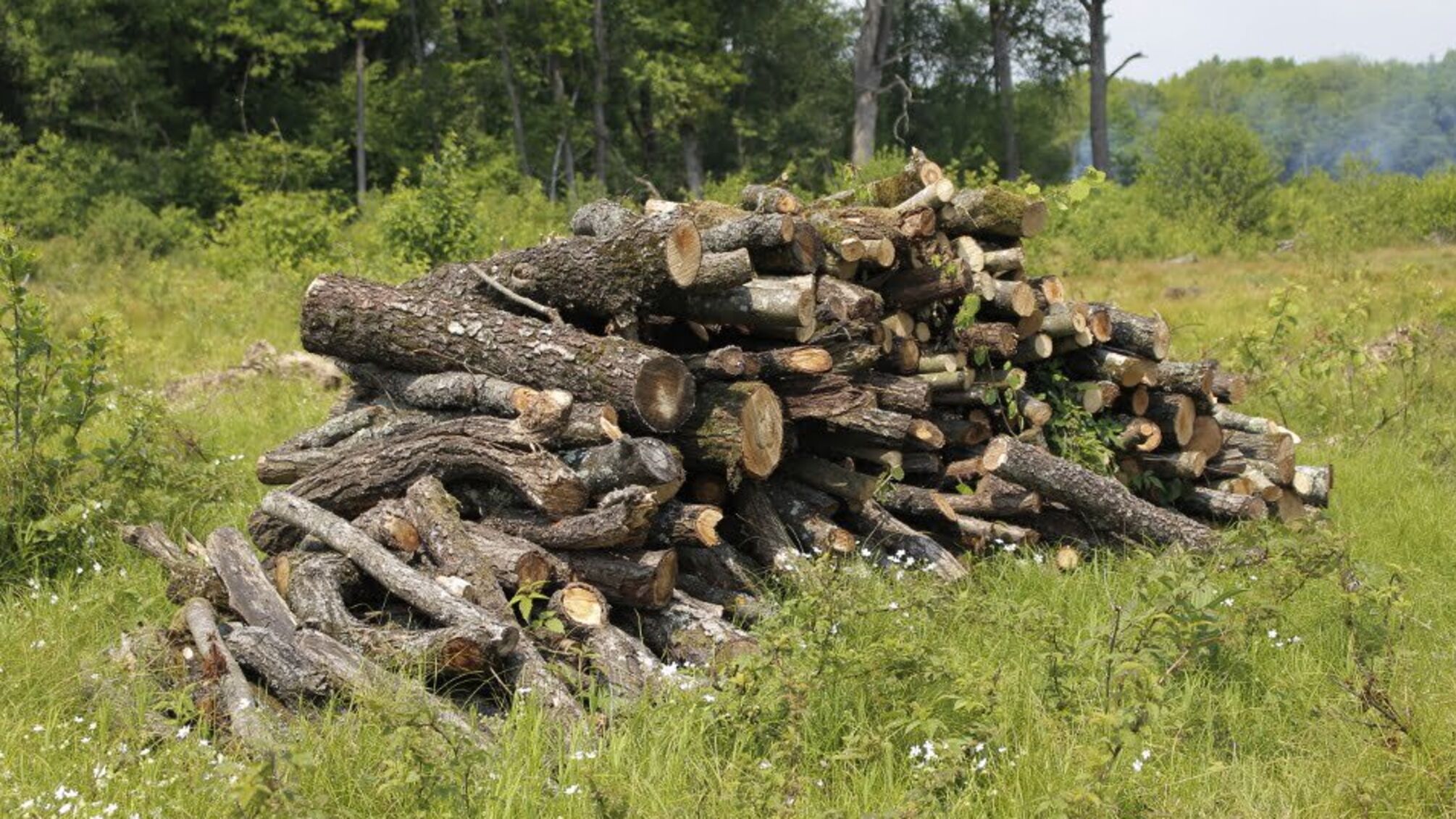 За даними 'СтопКору', на Буковині назріває бунт через безконтрольну вирубку лісу