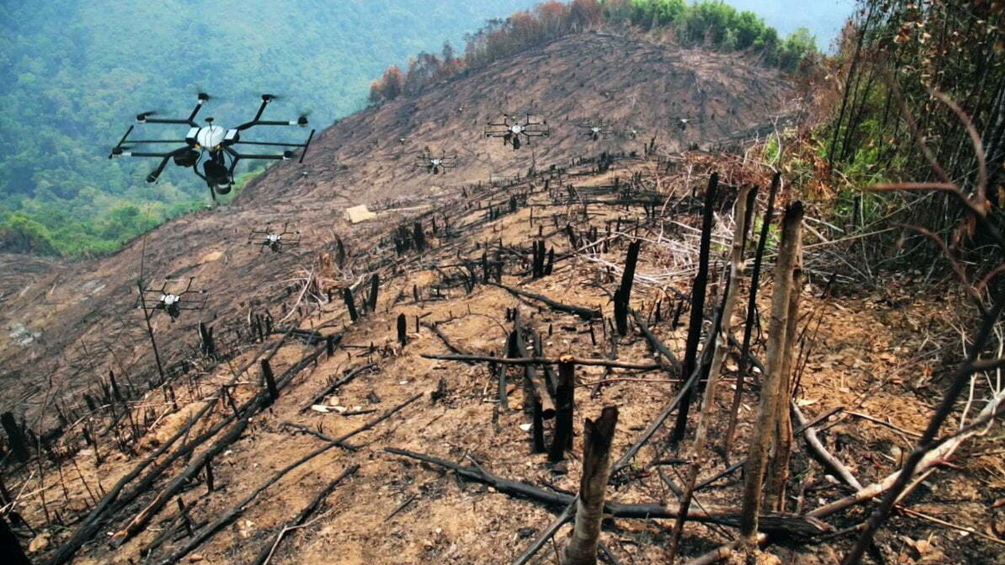 Вирубані ліси пропонують відновлювати з допомогою дронів