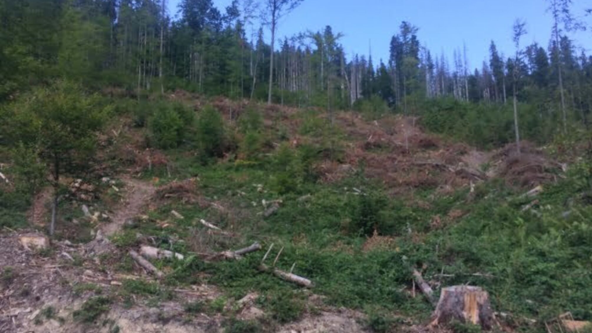 Активісти 'Стоп корупції' викрили незаконну вирубку дерев у національному парку на Донеччині