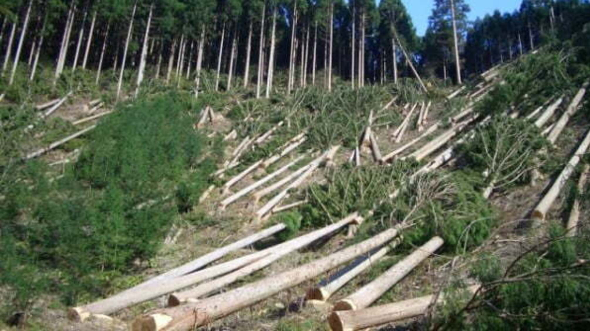 Журналісти показали шахрайську схему винищення лісів на Рівненщині