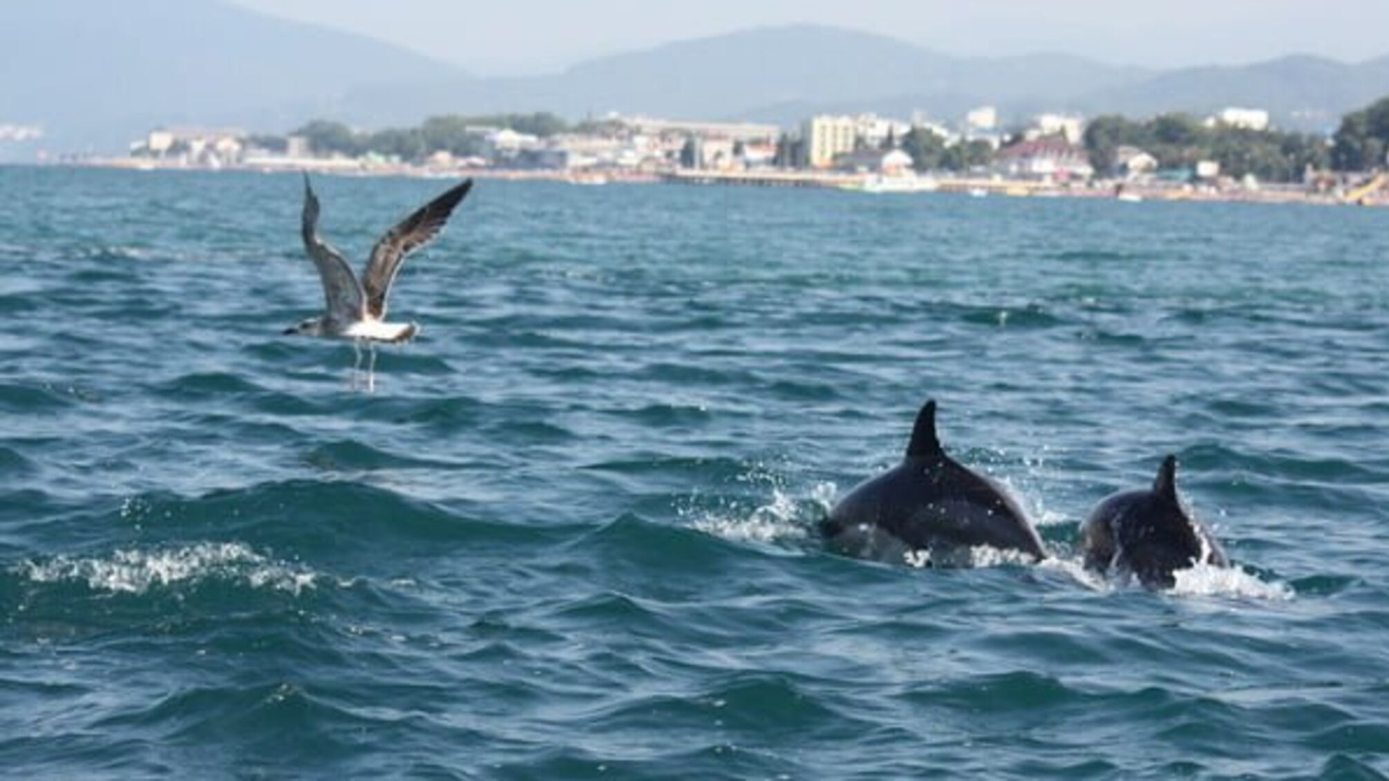 На Одещині браконьєри знищили кілька десятків дельфінів
