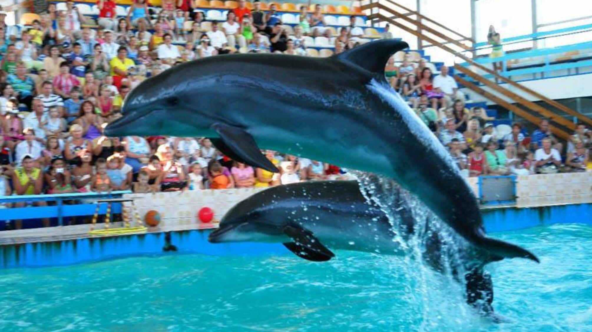 До Порошенка звернулися з вимогою заборонити в Україні дельфінарії