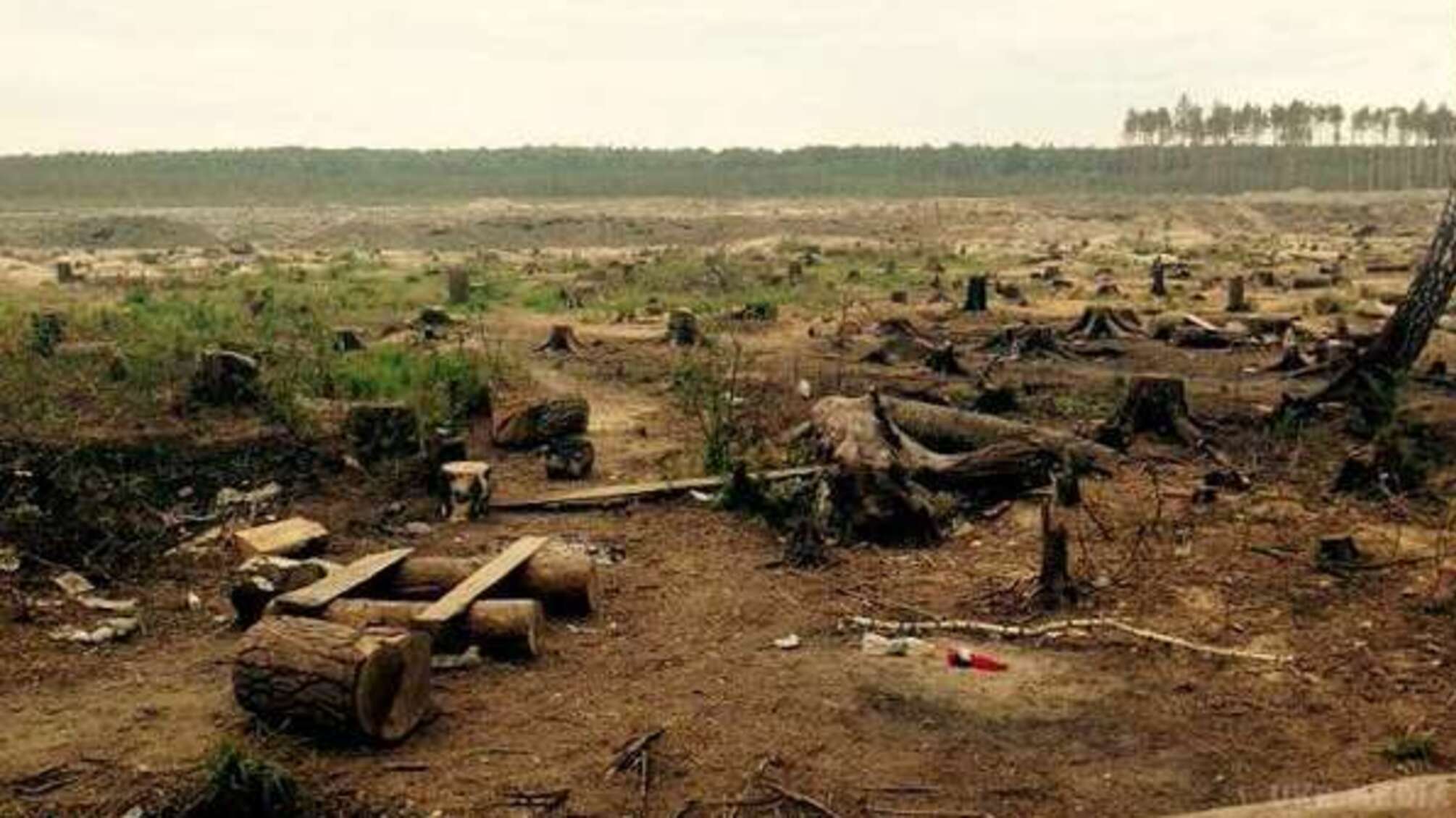 Бурштинова лихоманка: на Рівненщині старателі понівечили заповідник заради 'сонячного каміння'