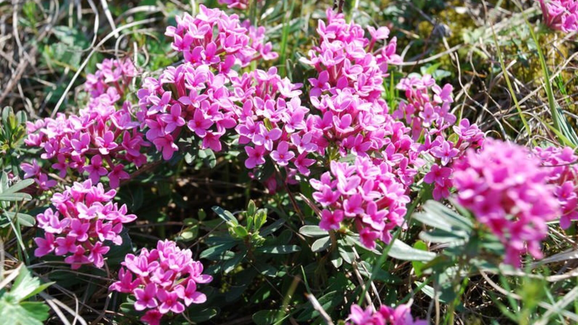 У Черкасах торговки квітками продають отруйні рослини з Червоної книги