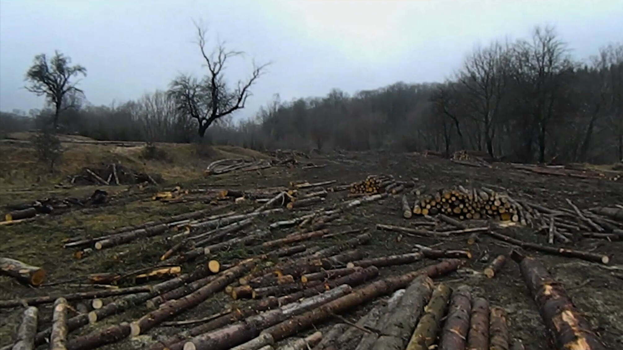 Перевірка на показ: як на Рівненщині провертають схеми нелегальної вирубки дерев
