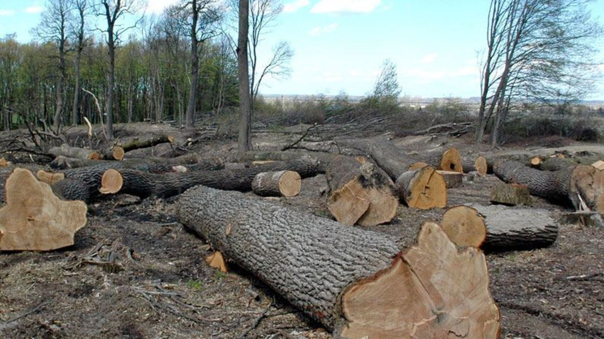Підрозділ 'Стоп корупції' у Святогірську викрив знищення Національного парку 'Святі гори'