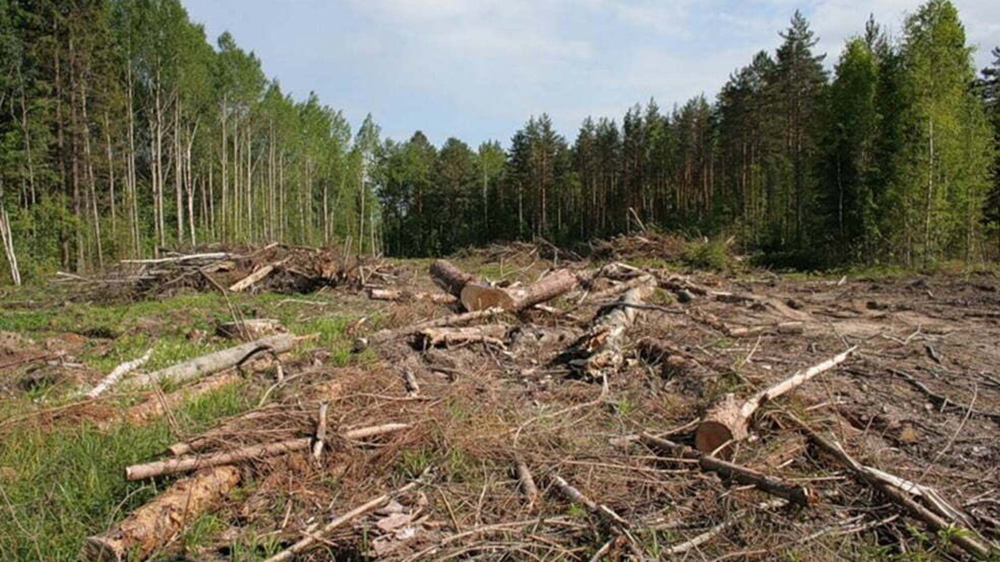 Журналіст 'СтопКору'-автор розслідувань про корупцію в лісництвах розкритикував призначення нового головлісівника Рівненщини
