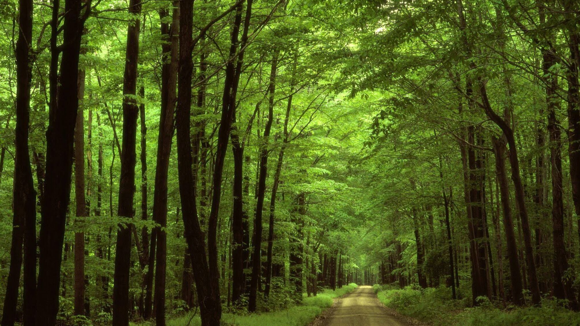 У Хмельницькому під виглядом озеленення міста хочуть забрати ліс на території сусіднього села