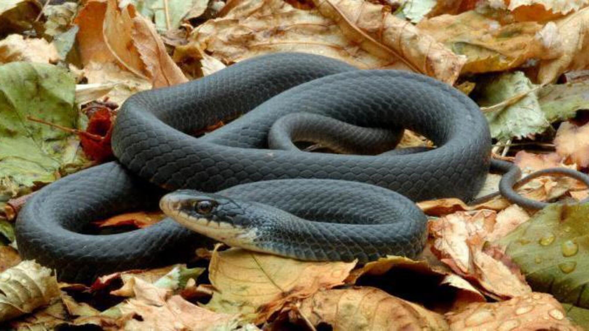 На Закарпатті лікарі вимагали від помираючої жінки хабара за сироватку від зміїної отрути