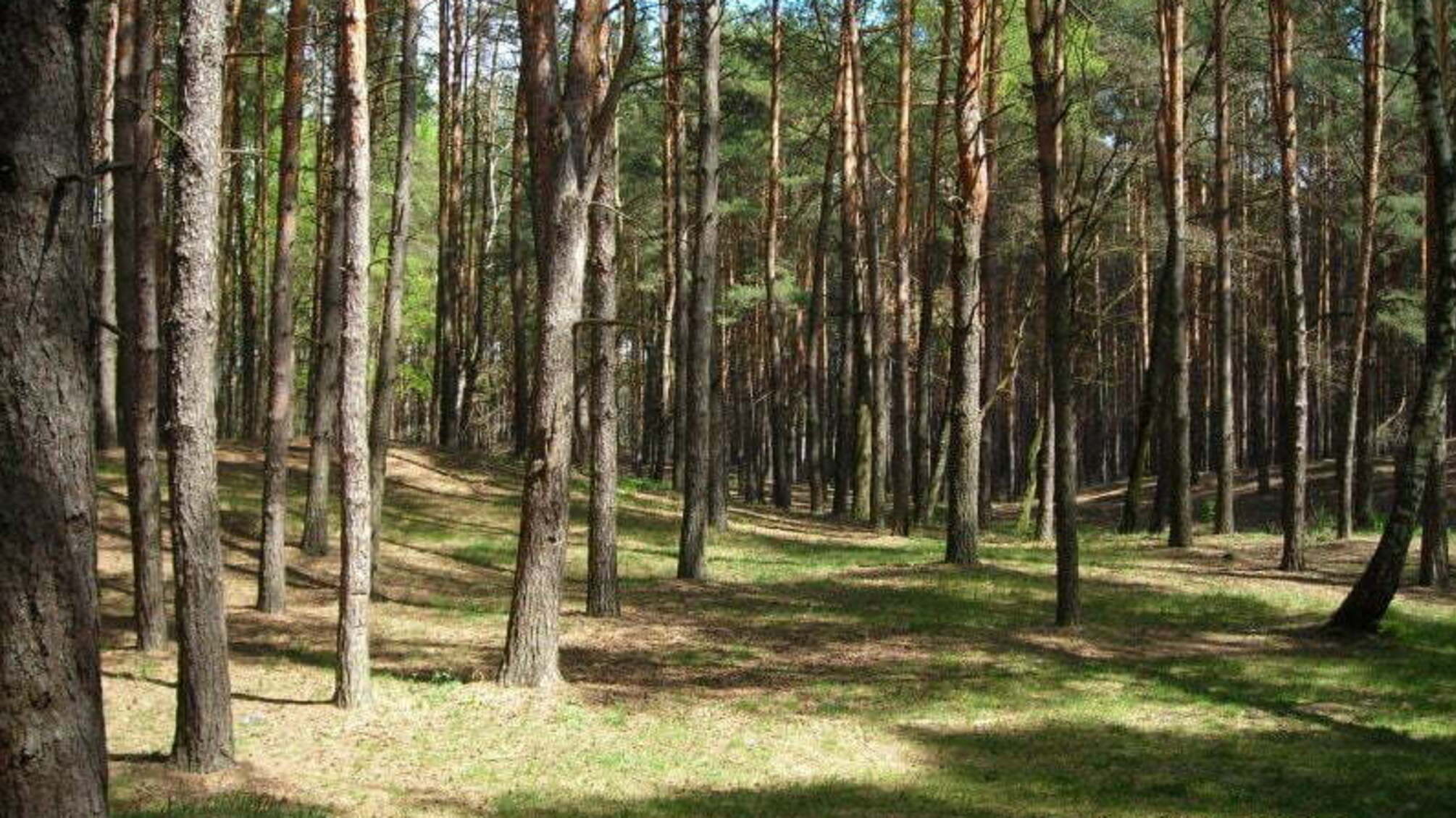 На Херсонщині збільшили фінансування програми захисту лісів