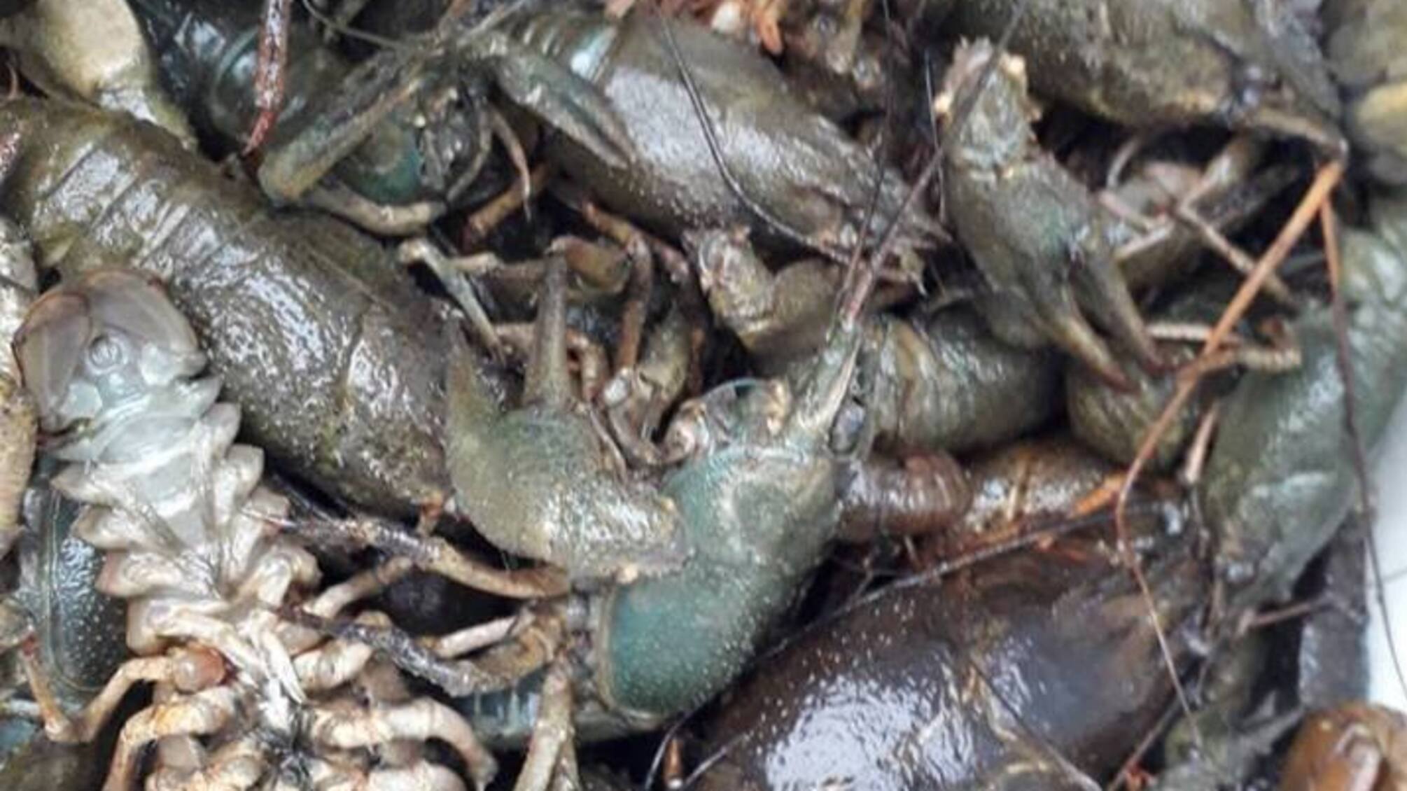 Через отруєння води на Львівщині з річки тікають раки та спливає мертва риба