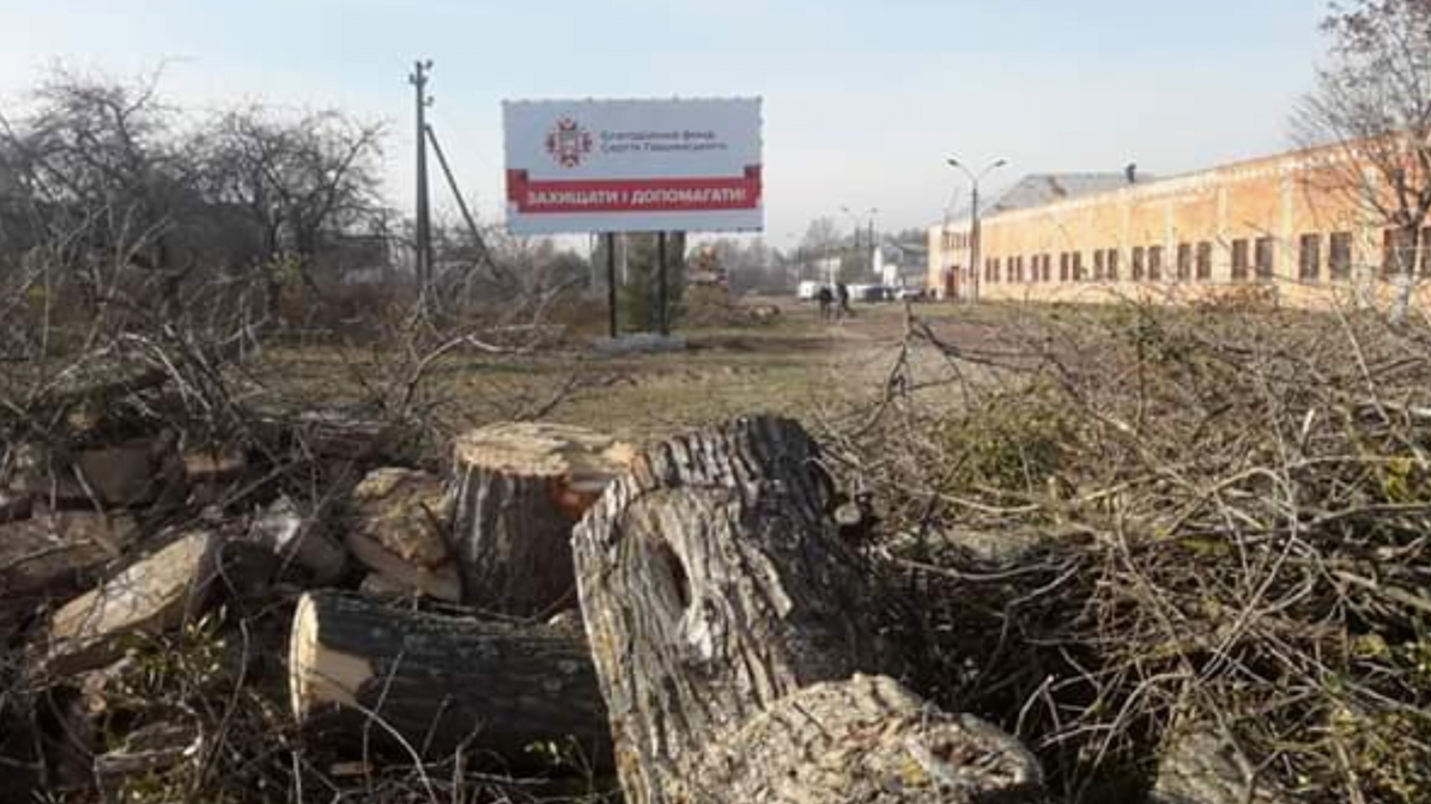 На Житомирщині заради політичної реклами повирізали здорові дерева (ФОТО)