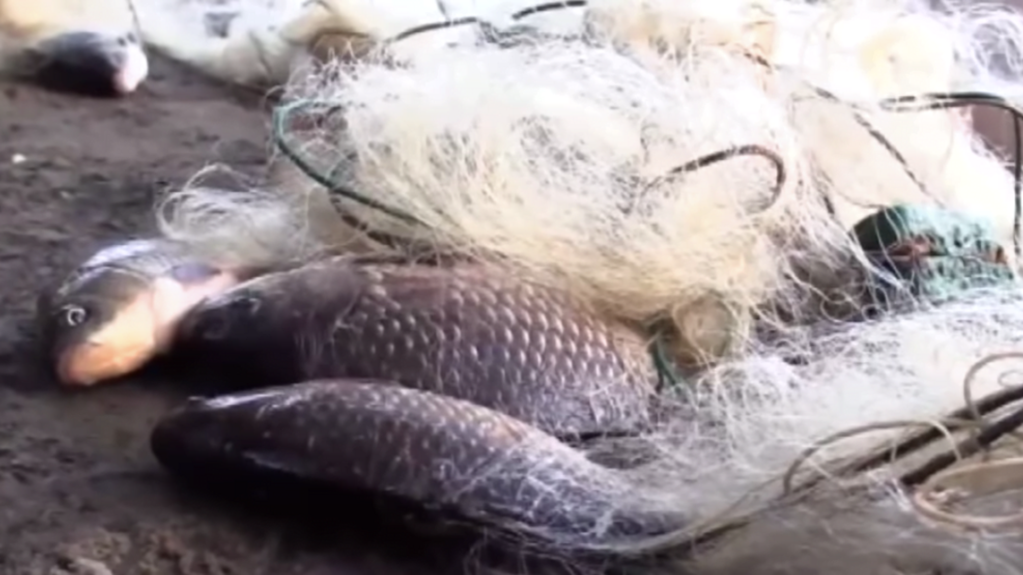 На прилавках столичних магазинів продають рибу з Чорнобиля (ВІДЕО)