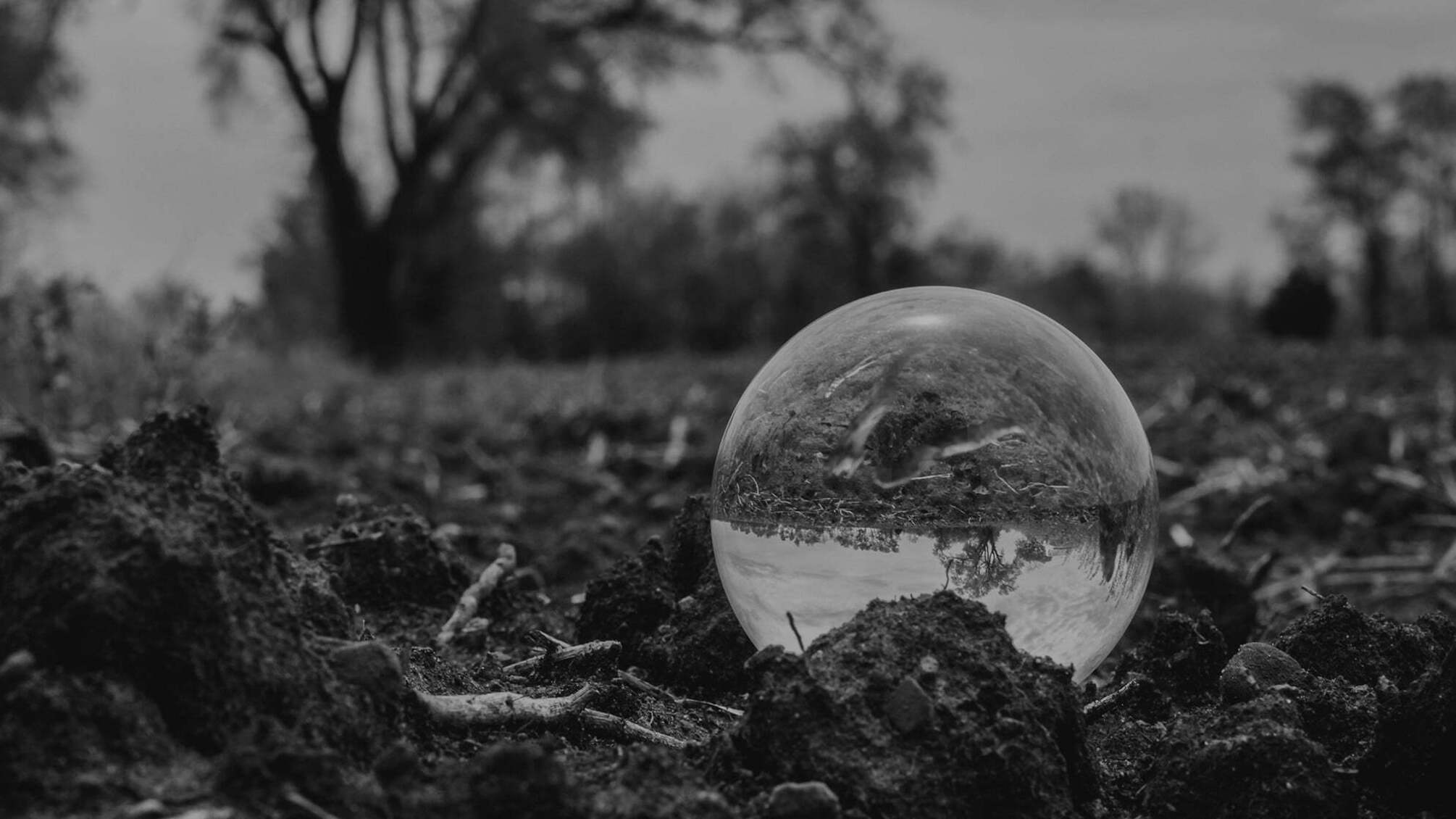 Зіпсована вода, небезпечні викиди в повітря і загибель свійських тварин: зворотній бік норкового бізнесу