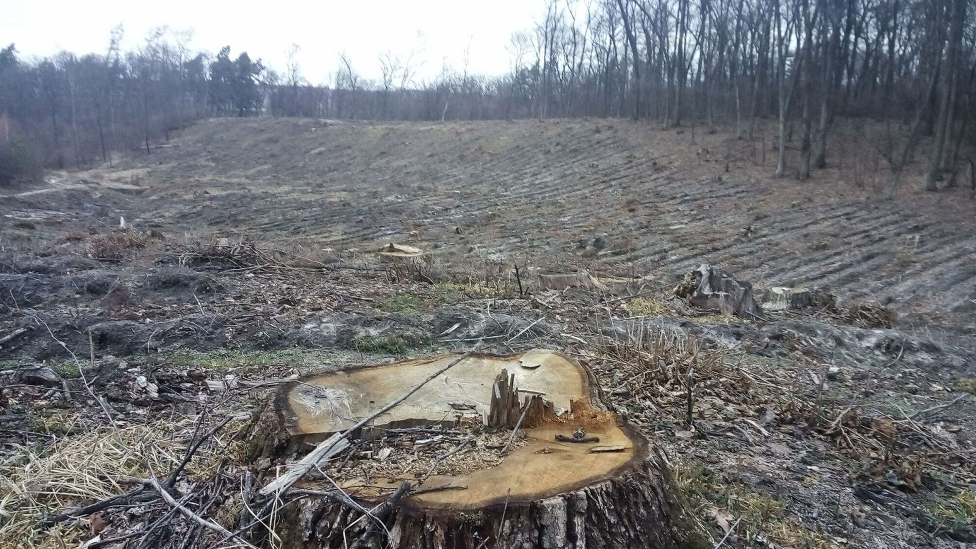 Журналісти 'СтопКору' дізнались, хто стоїть за знищенням лісів на Київщині