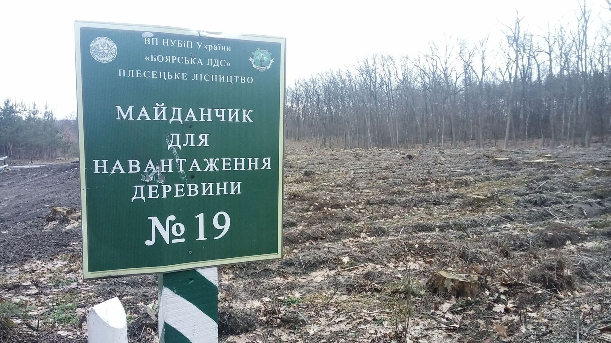 'Ціна на український ліс – комерційна таємниця' - заступник голови Держлісагентства В.Н. Бондар