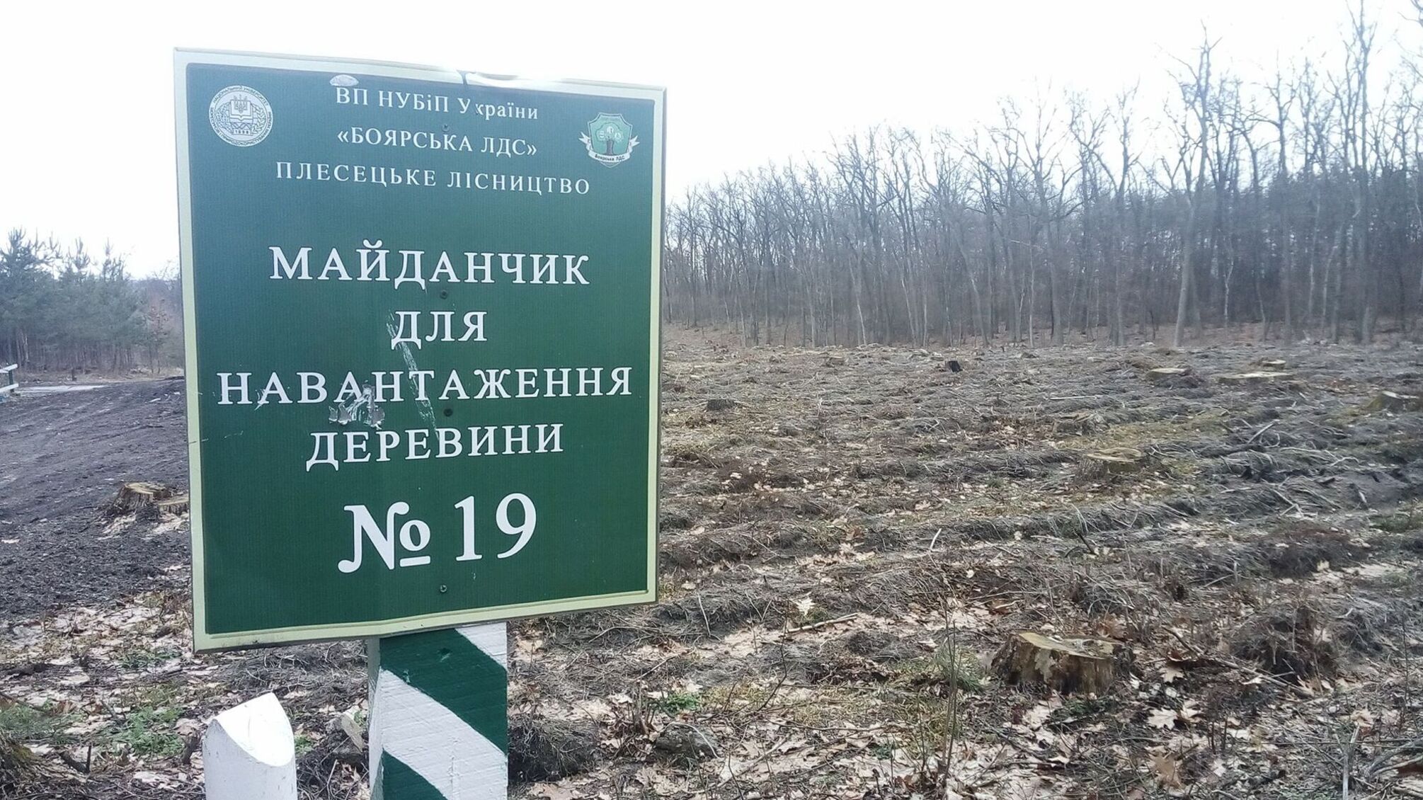 Лісгоспи в Україні працюють примітивно і шаблонно – думка експерта