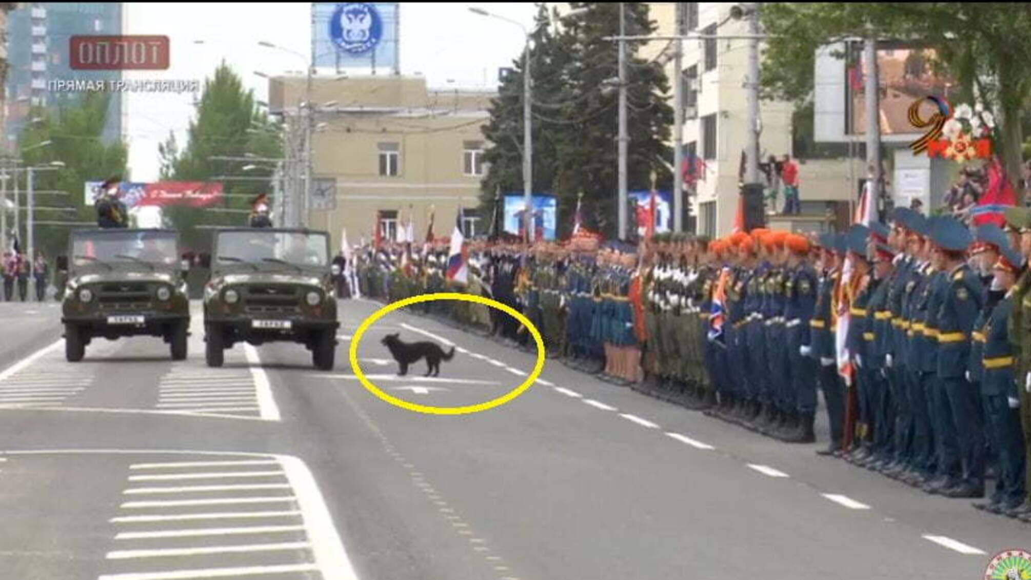 Дворова собака зіпсувала Захарченку 'парад перемоги' в Донецьку, вибігши на дорогу – кадри