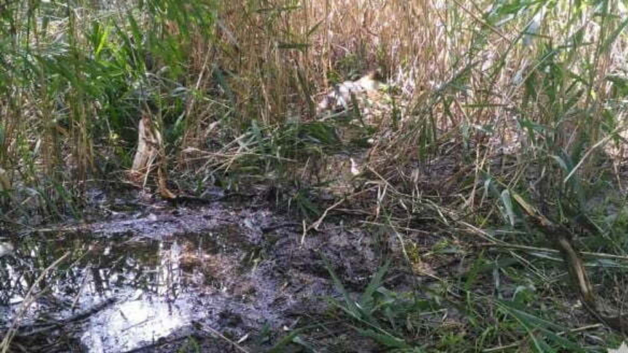 Моторошна знахідка: у Нікополі виявили тіло дитини зі слідами насильницької смерті