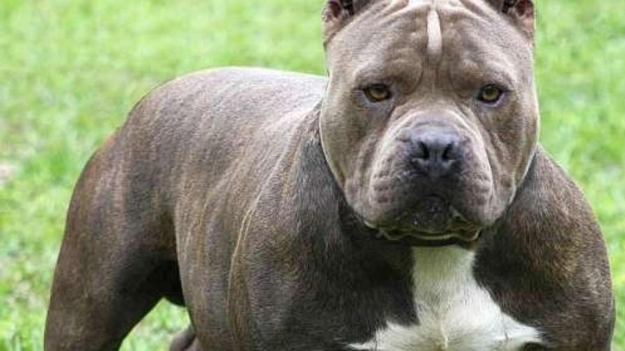 Політику, який ударив жінку за зауваження про відсутній намордник, оголосили підозру