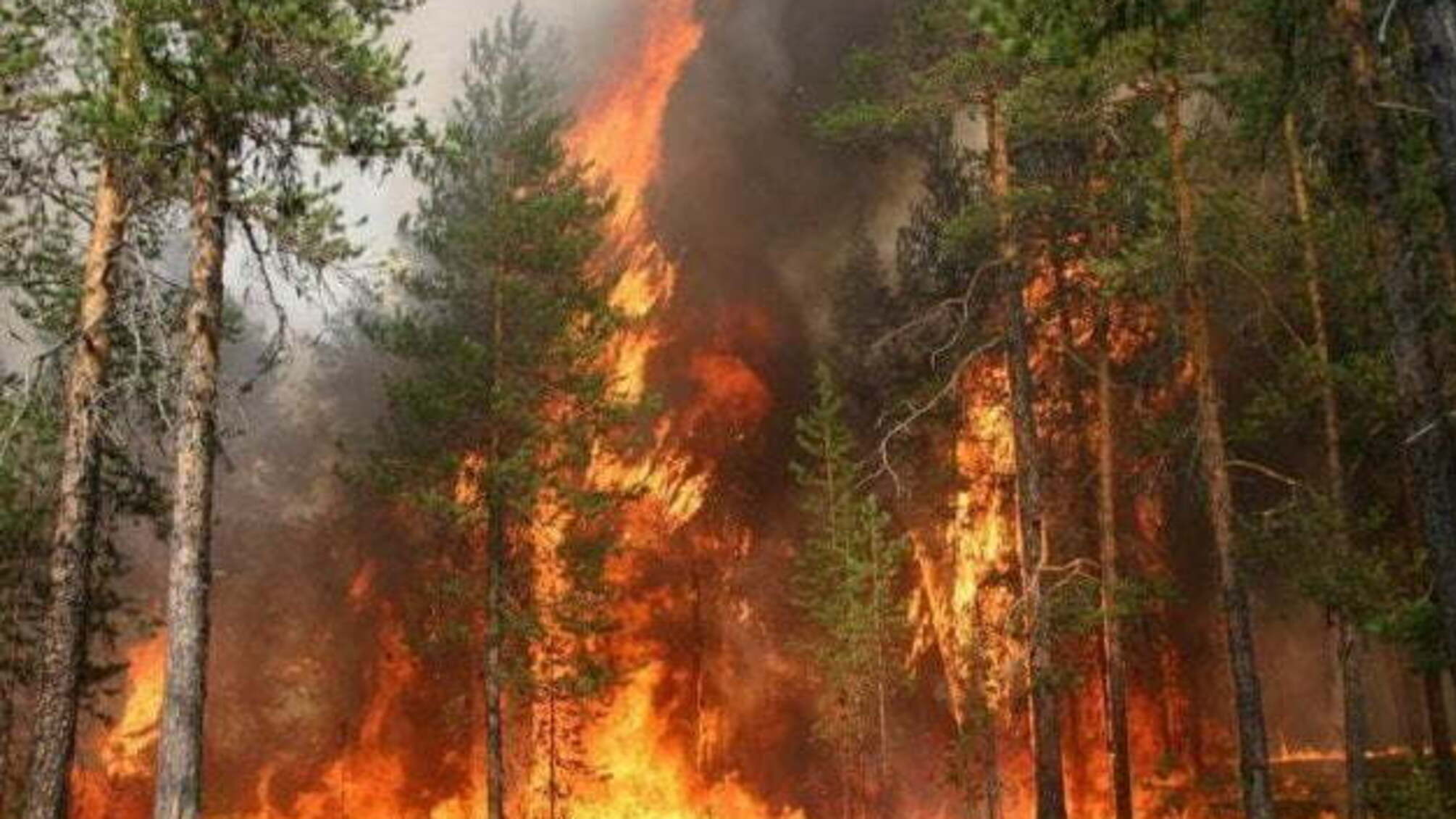 У Криму намагаються загасити страшну пожежу в 'Уч-Кош': стихія охопила понад 80 га