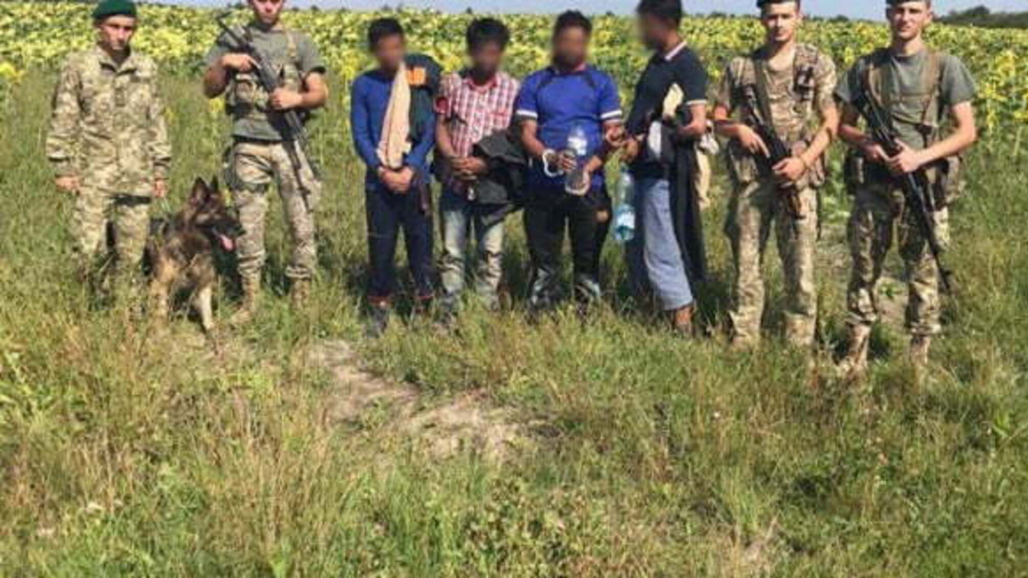 На Львівщині четверо нелегалів з Бангладеш та М'янми ховалися у соняшниках