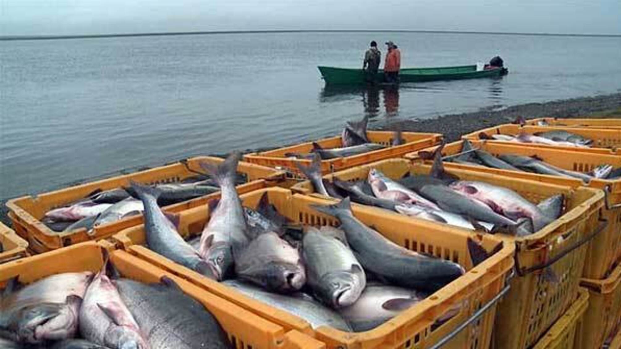 В Азовському морі браконьєри виловили 5 тонн риби 'для наукових цілей'
