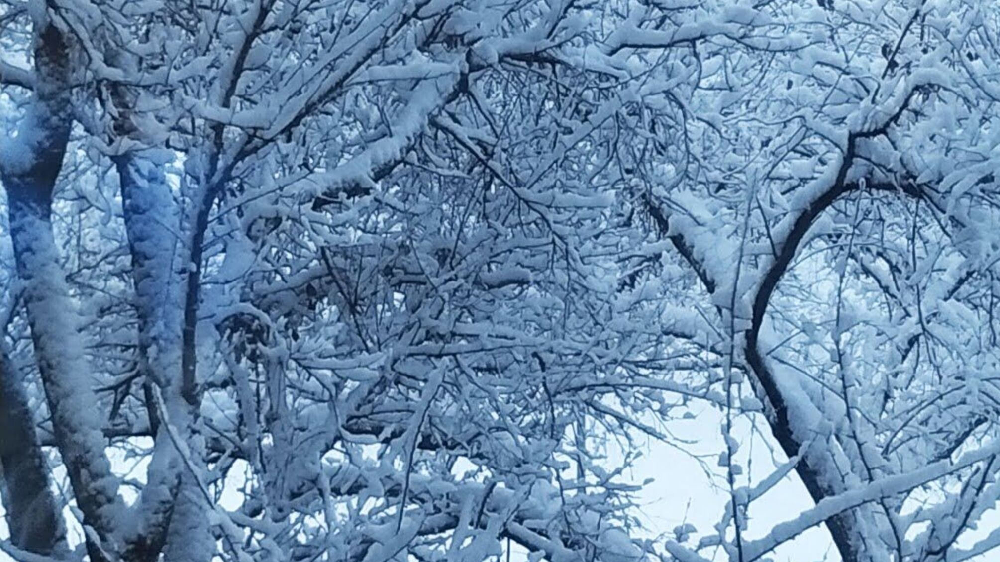 Луганськ і Донецьк завалило снігом: люди пішки йдуть додому, в містах величезні збої з транспортом – фото