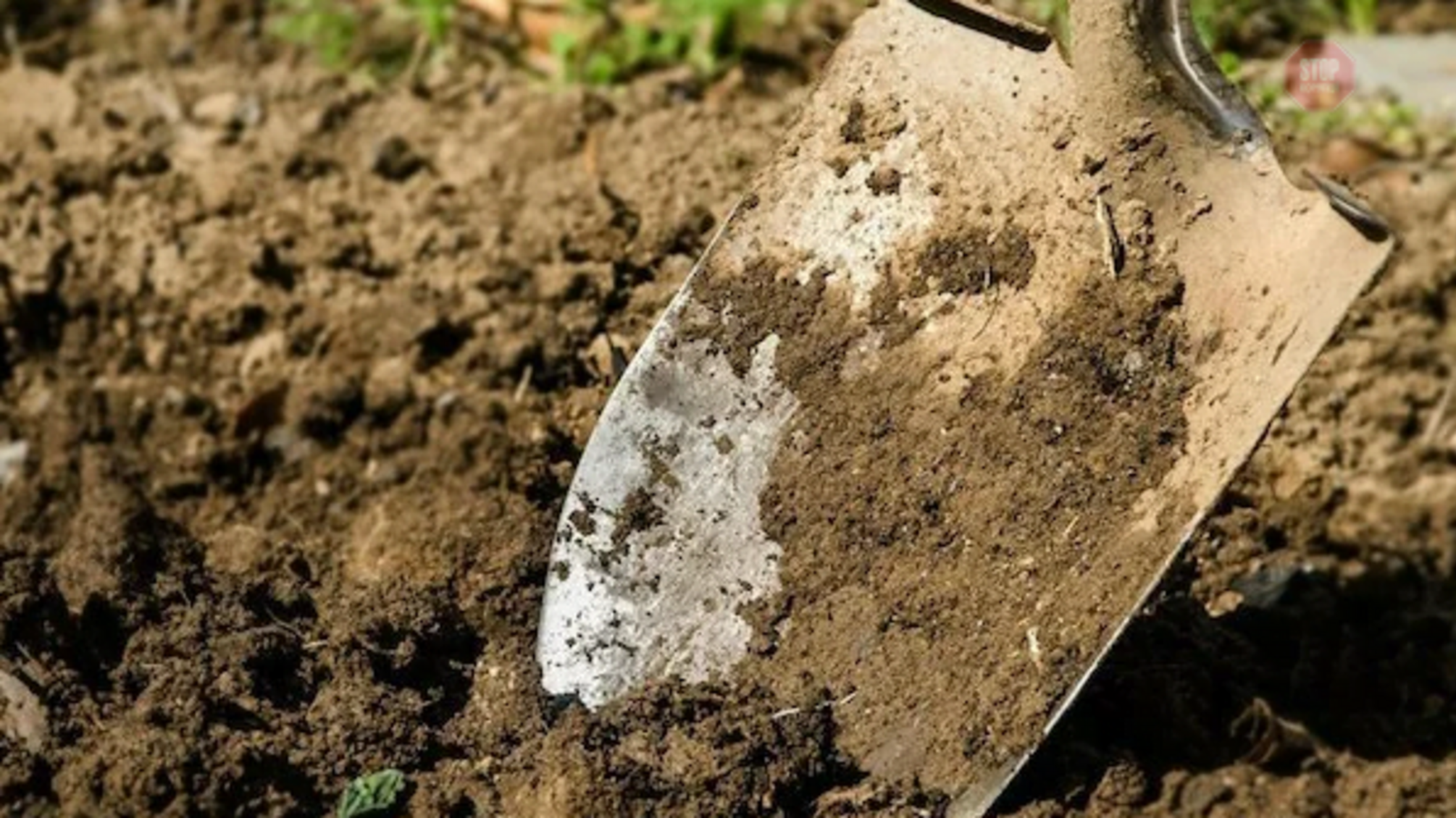 Орендував дітей для виконання важкої роботи: у Запоріжжі затримали керівника інтернату (фото)