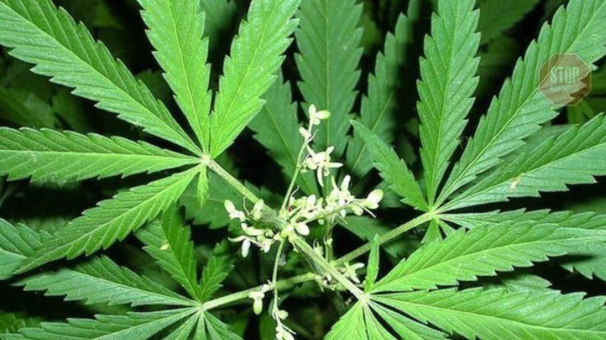 'Кайфові' мільйони: стало відомо, скільки заробляла викрита запорізька наркомафія