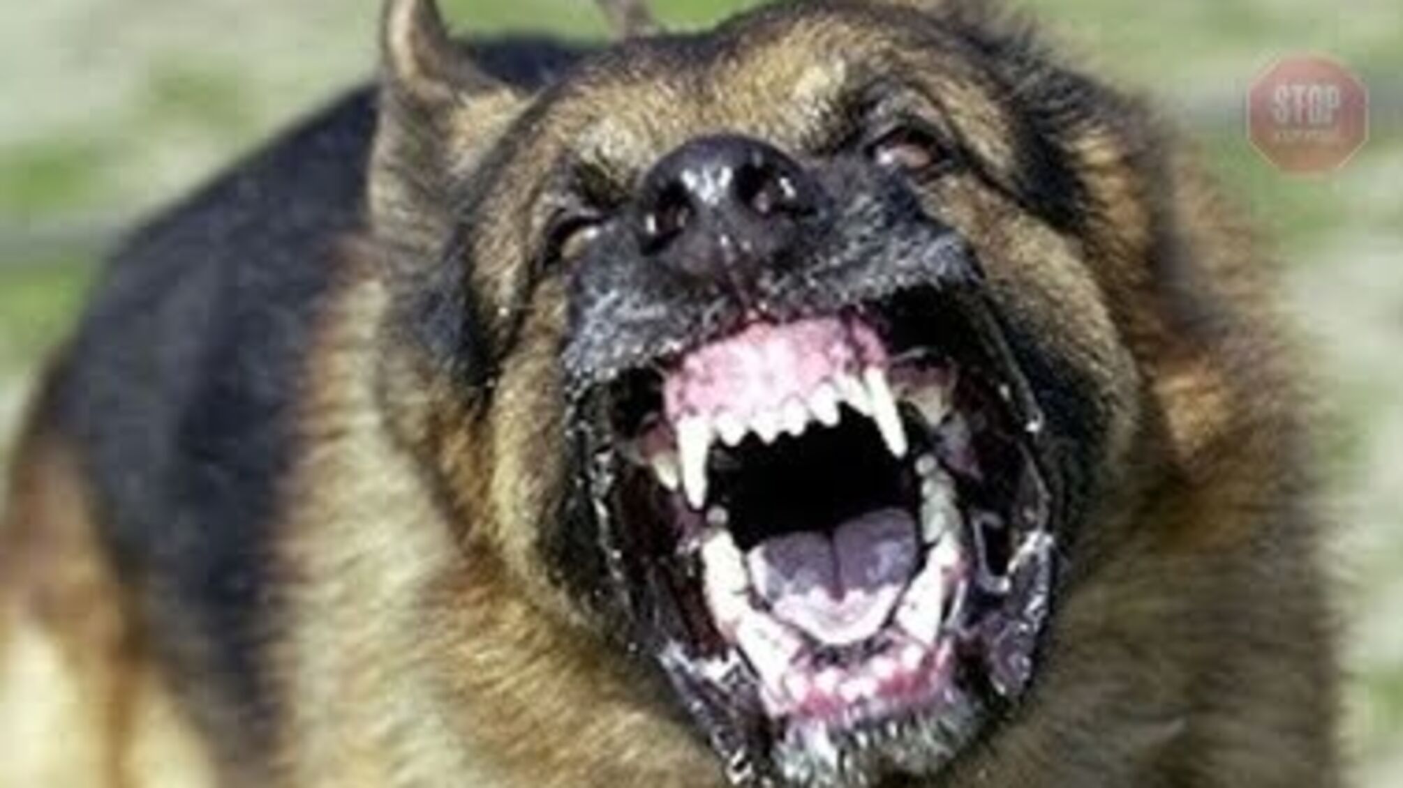Приїхали на виклик, спустив собаку: у Запорізькій області постраждали поліцейські