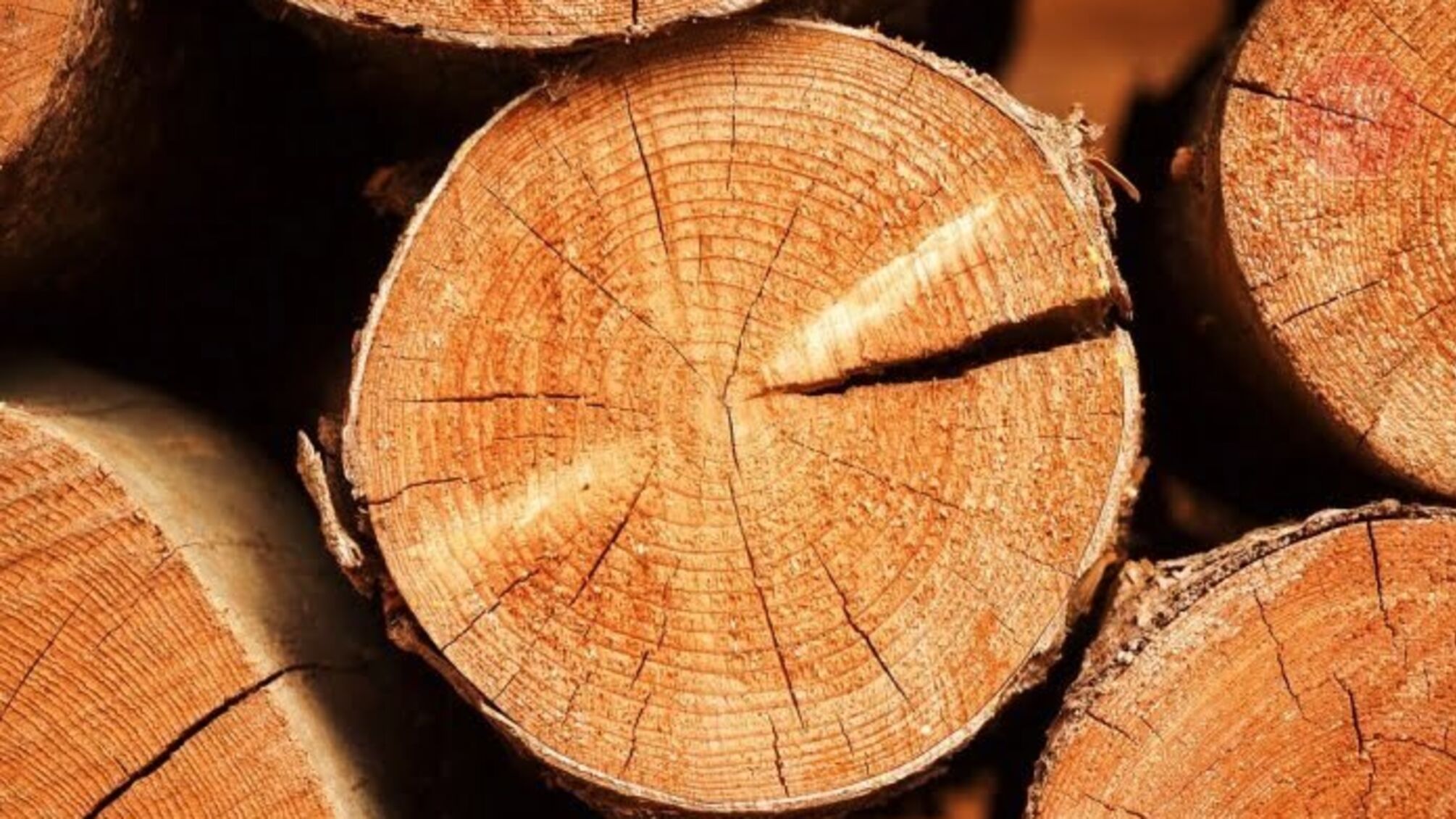 Нелегальний експорт державної деревини на 2,5 мільйона гривень: на Буковині блокували розкрадання лісопродукції (фото)