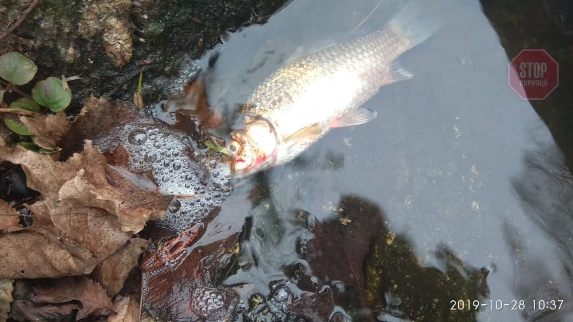 У коростенських водах масово гине риба (фото, відео)