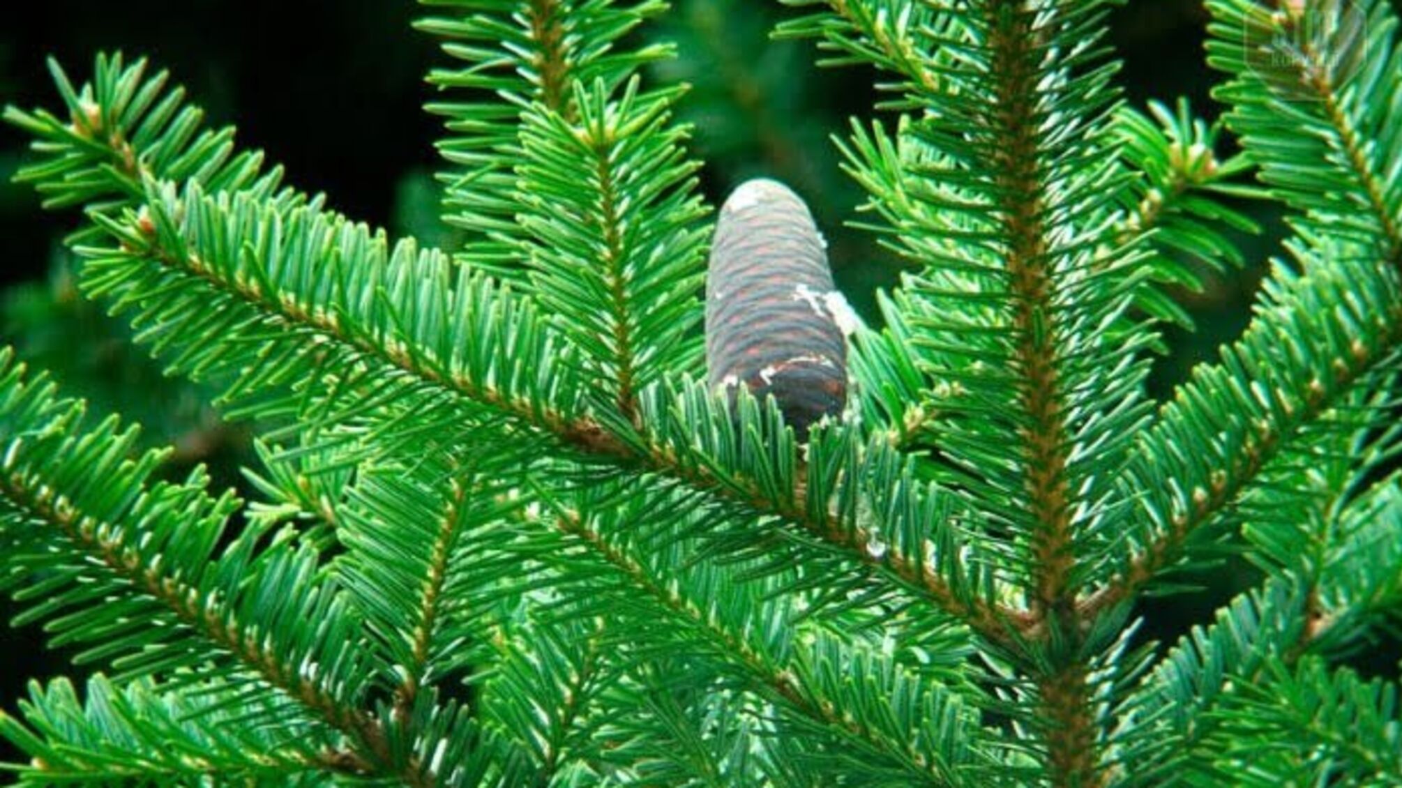Президент України підписав закон про охорону від вирубки дерев у Карпатах