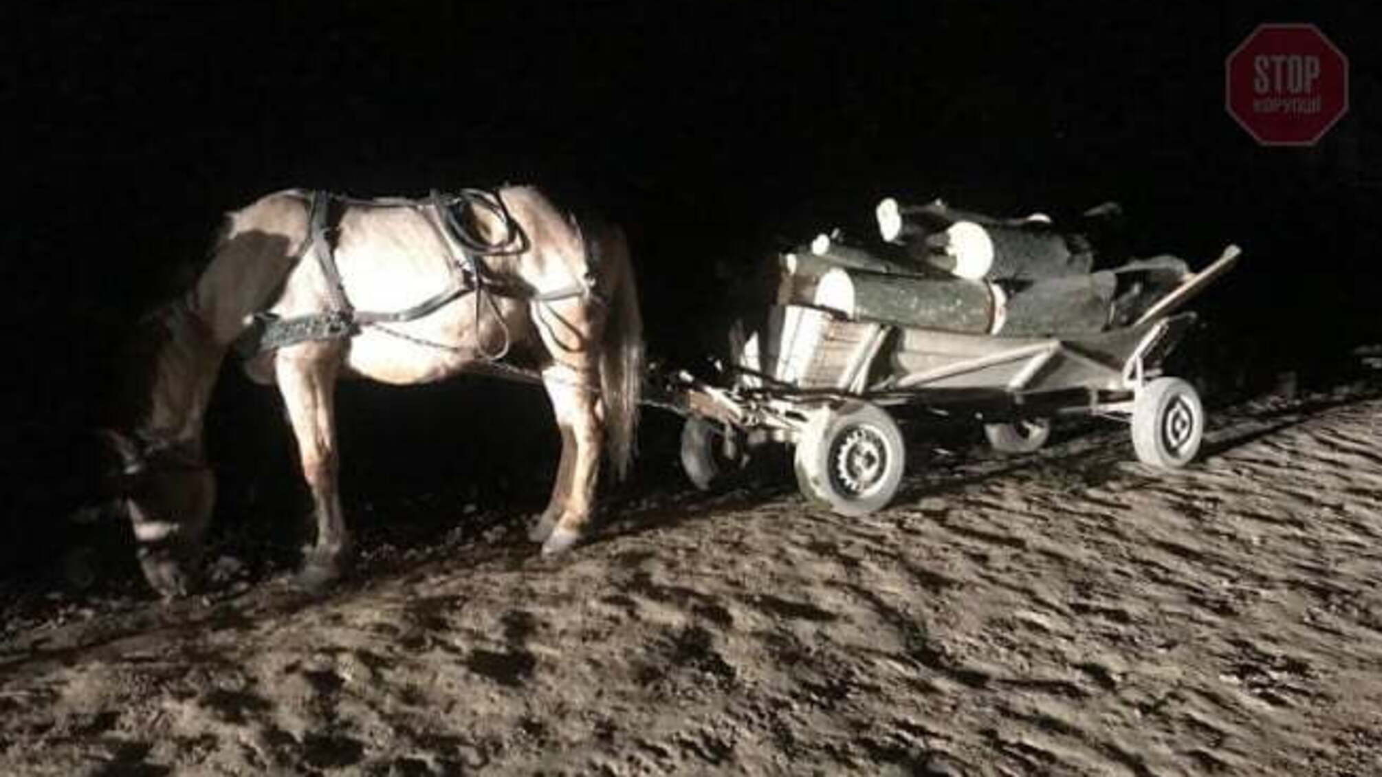 Прибутковий бізнес: прикордонники затримали 'чорних лісорубів'