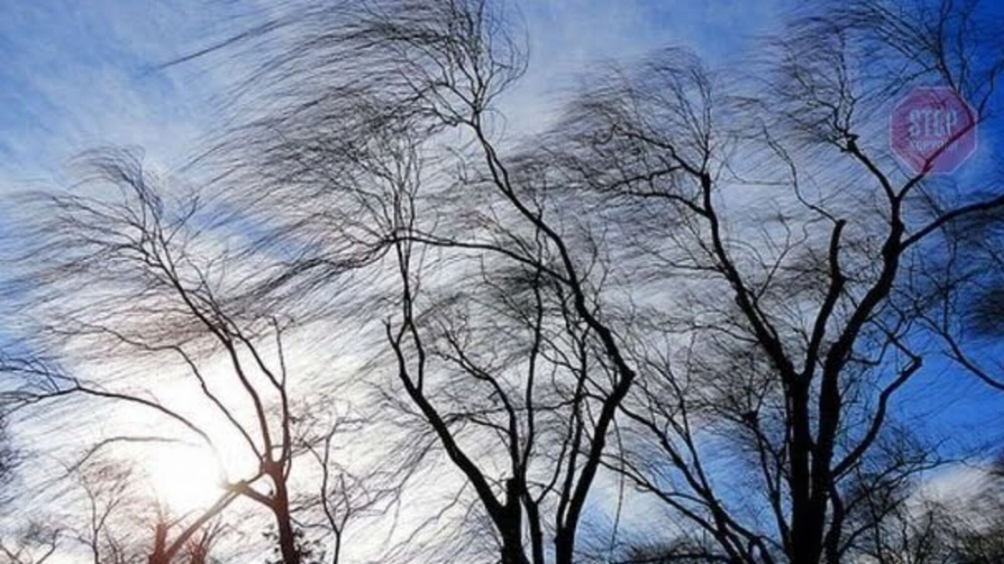 У Запоріжжі дерево впало на автівку (фото)